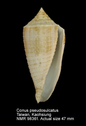 Conus pseudosulcatus (7).jpg - Conus pseudosulcatus Nomura,1935